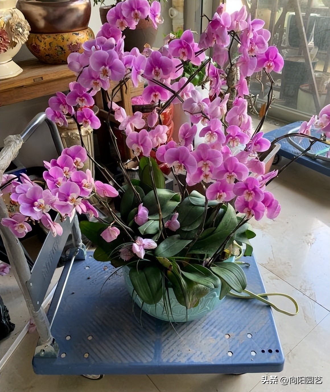 蝴蝶兰现在在市场上卖多少钱一盆,蝴蝶兰多少钱一盆哪里有卖