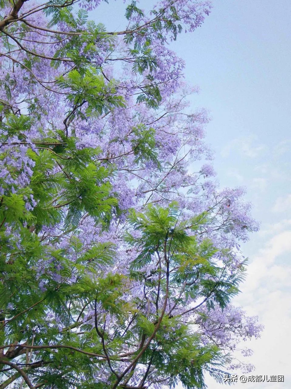 成都武晋路蓝花楹,昆明街头蓝花楹绽放成梦幻花海