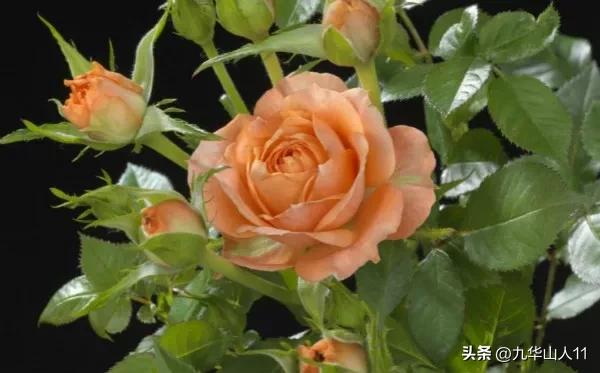 微型月季品种价格是多少 (微型月季品种有哪些)