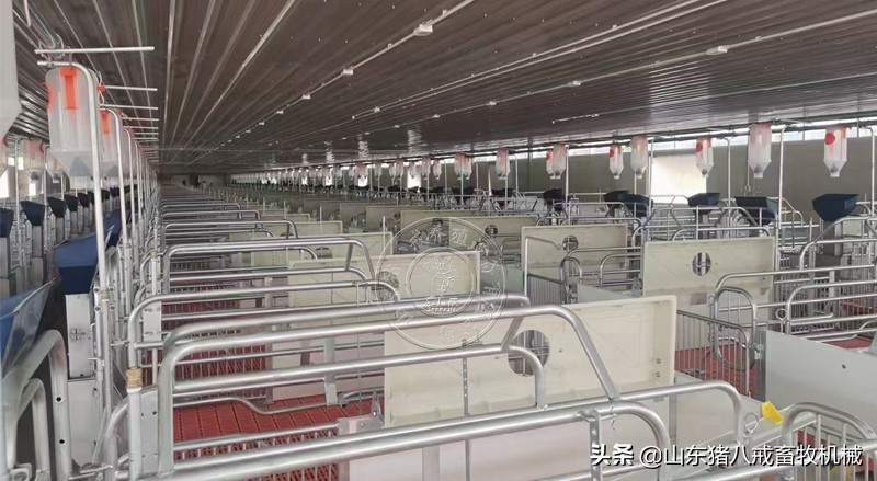 母猪进产房前的消毒流程有哪些？