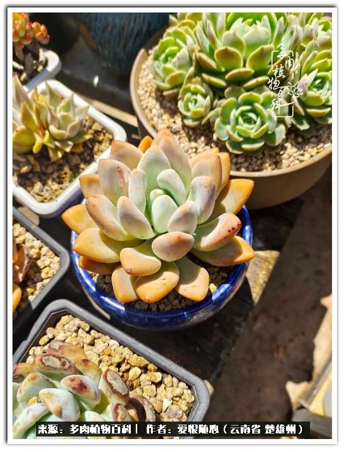 用心种好每一棵多肉,每一棵多肉都是独一无二的