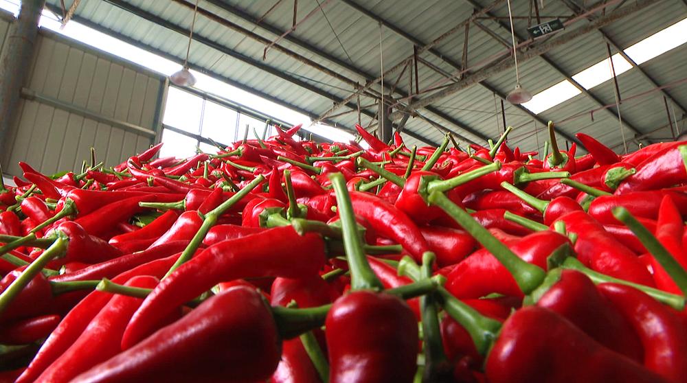 辣椒致富快车道图片,朝天椒映红致富路