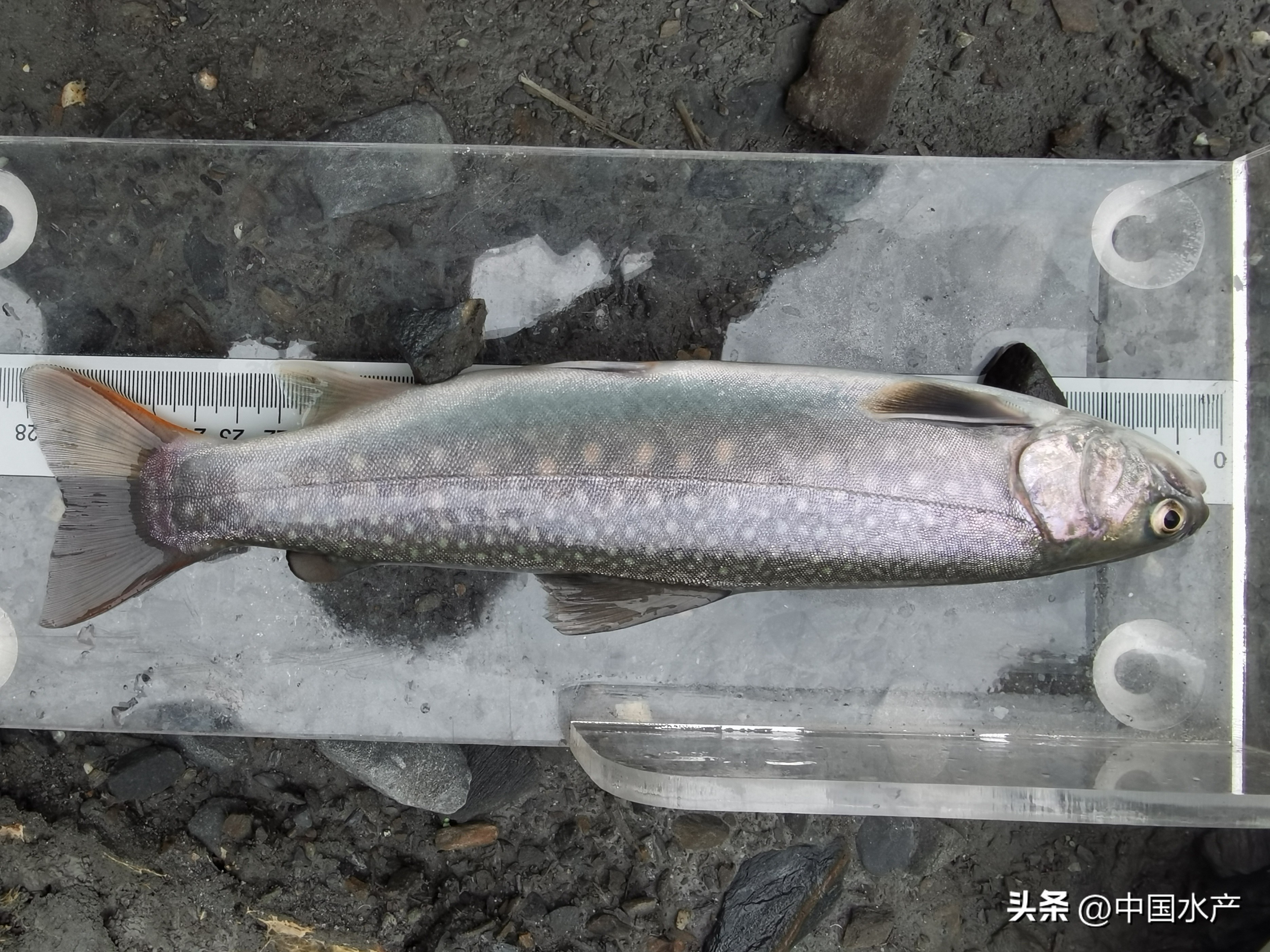 水生外来物种入侵防控工作方案,水生动物防疫