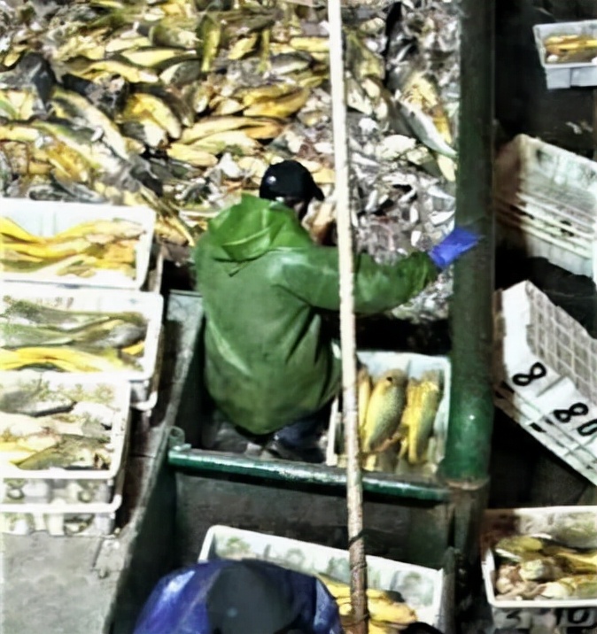 浙江渔民捕获4000多斤大黄鱼,渔民捕获野生大黄鱼