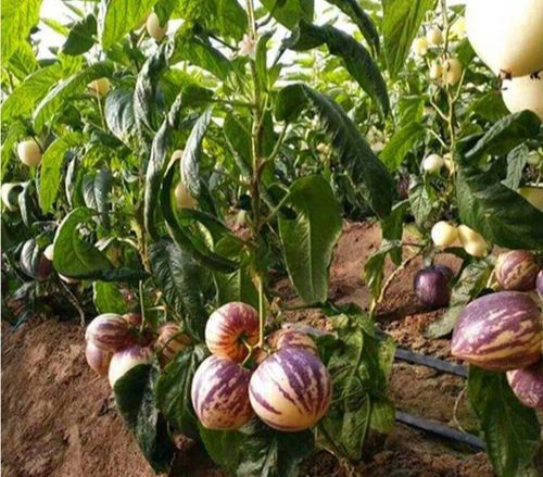 人参果的果实是什么样子的,人参果为什么是菌类植物的果实