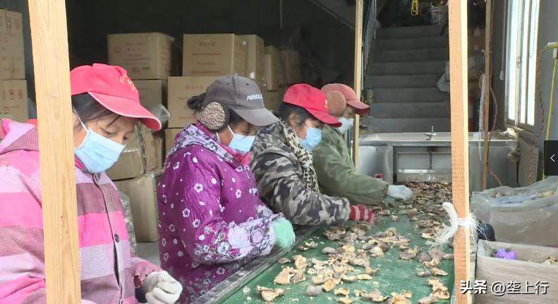 “淘宝村”里菇飘香六旬菇农年销600多万元