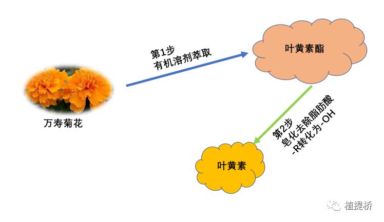 叶黄素护眼老少皆宜,选择叶黄素护眼