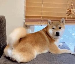 狗狗尾巴的秘密英文版,狗狗尾巴背后都有什么秘密