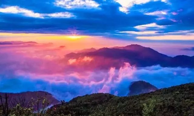 林中若有花，念的必是映山红