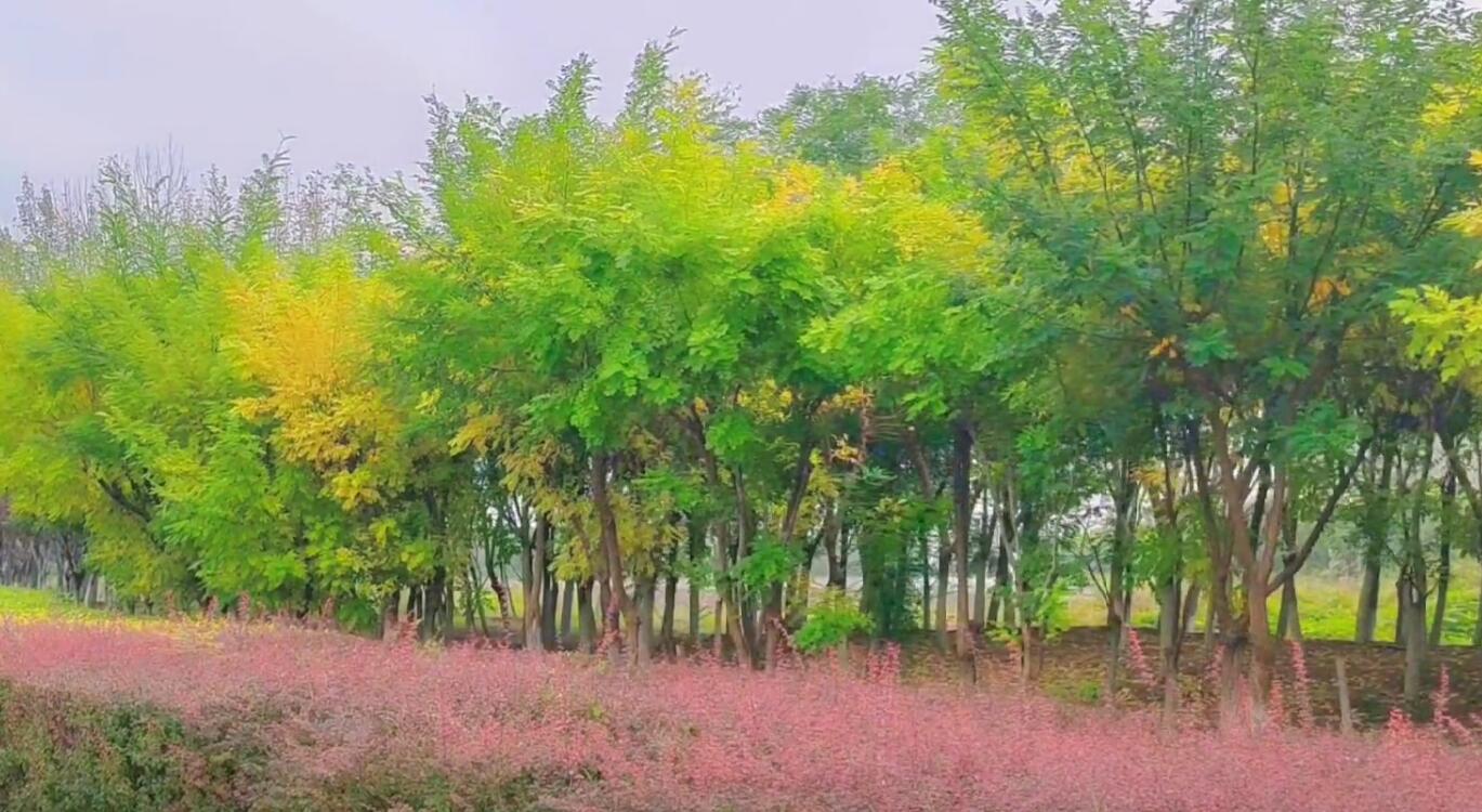 天津咸水沽旅游攻略,天津津南咸水沽美景