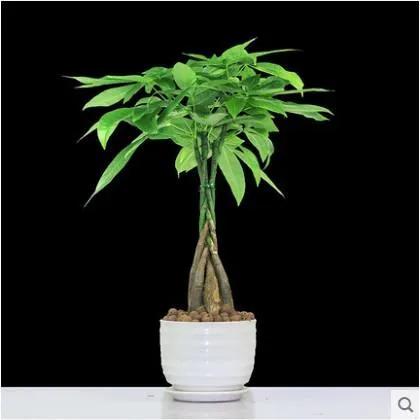 四种旺家旺宅的树,六种树旺宅三种树大忌