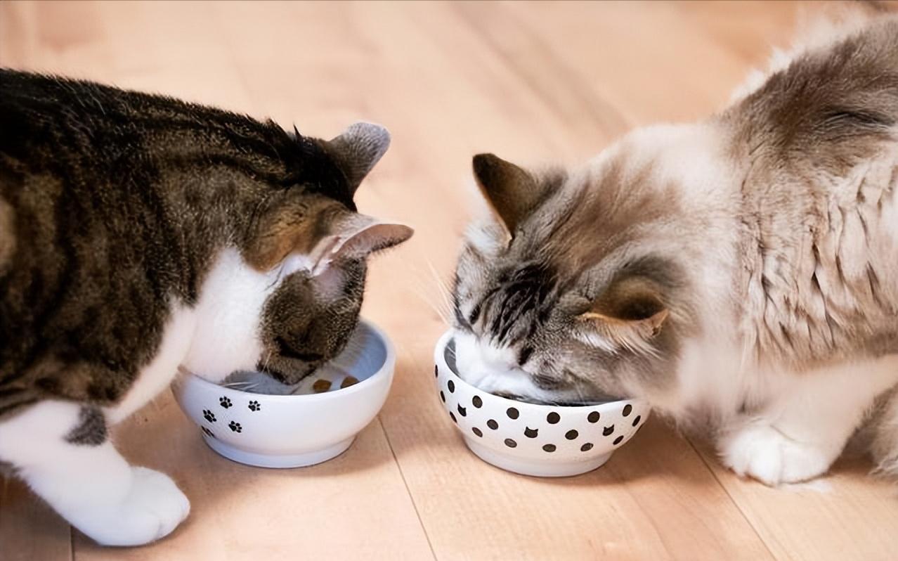 养猫一年后发现了13个神奇现象,养猫久了人会得什么病