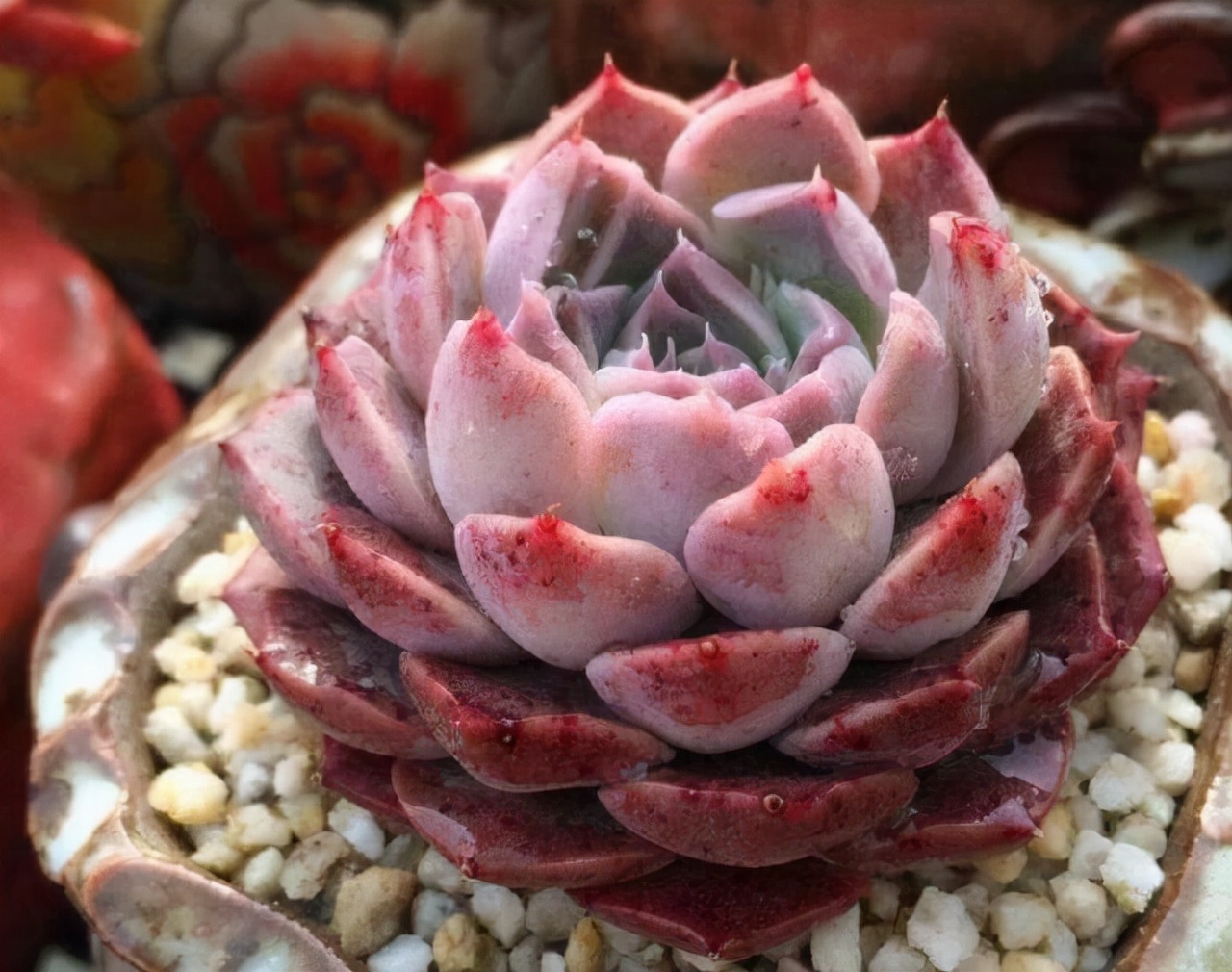 三年前很贵的普货多肉,曾经昂贵的多肉品种有哪些