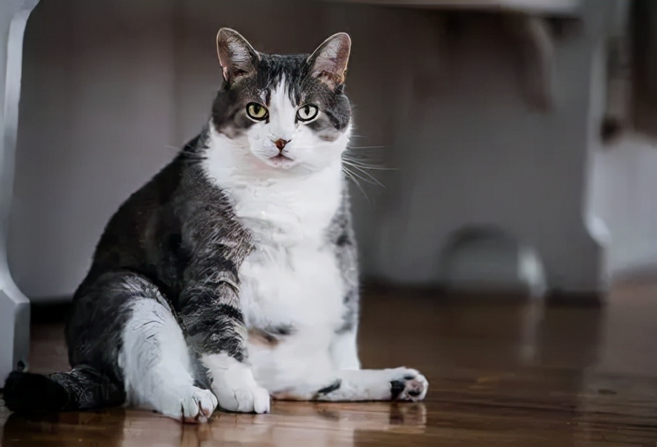 治疗猫咪便秘的特效药,快速治疗猫咪便秘药