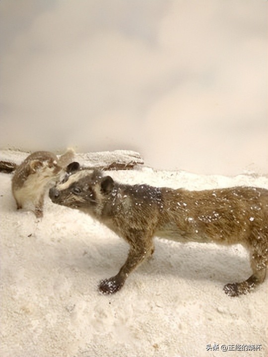 灵猫属于什么猫,长尾灵猫是猫科动物吗