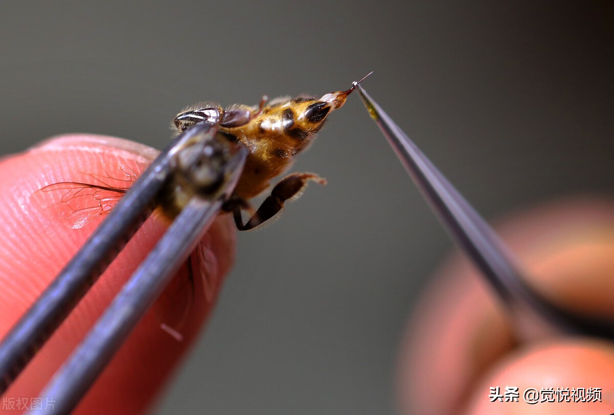 蜜蜂会不会主动攻击,蜜蜂会不会主动攻击人