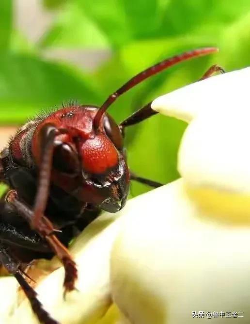 虎头蜂泛滥,欧洲虎头蜂