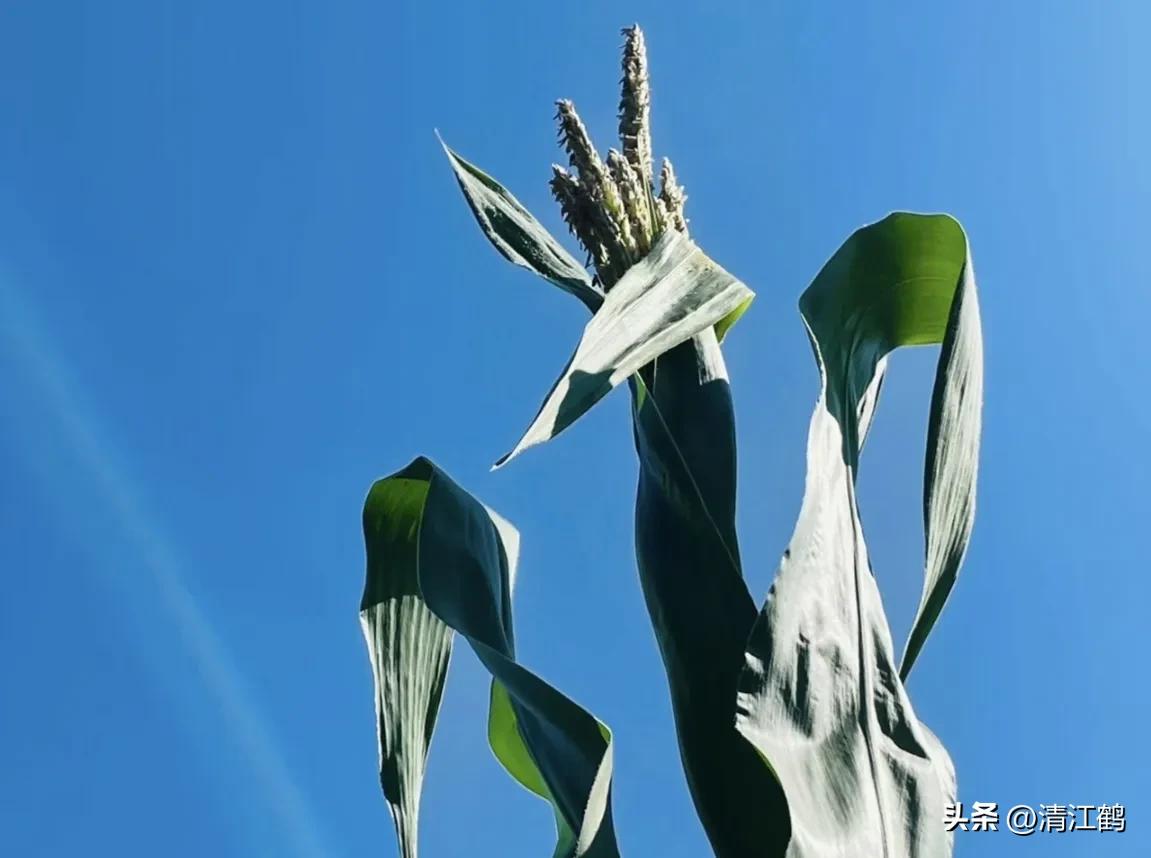 适合西北种植的玉米品种有哪些,适合南方种植的玉米品种排名