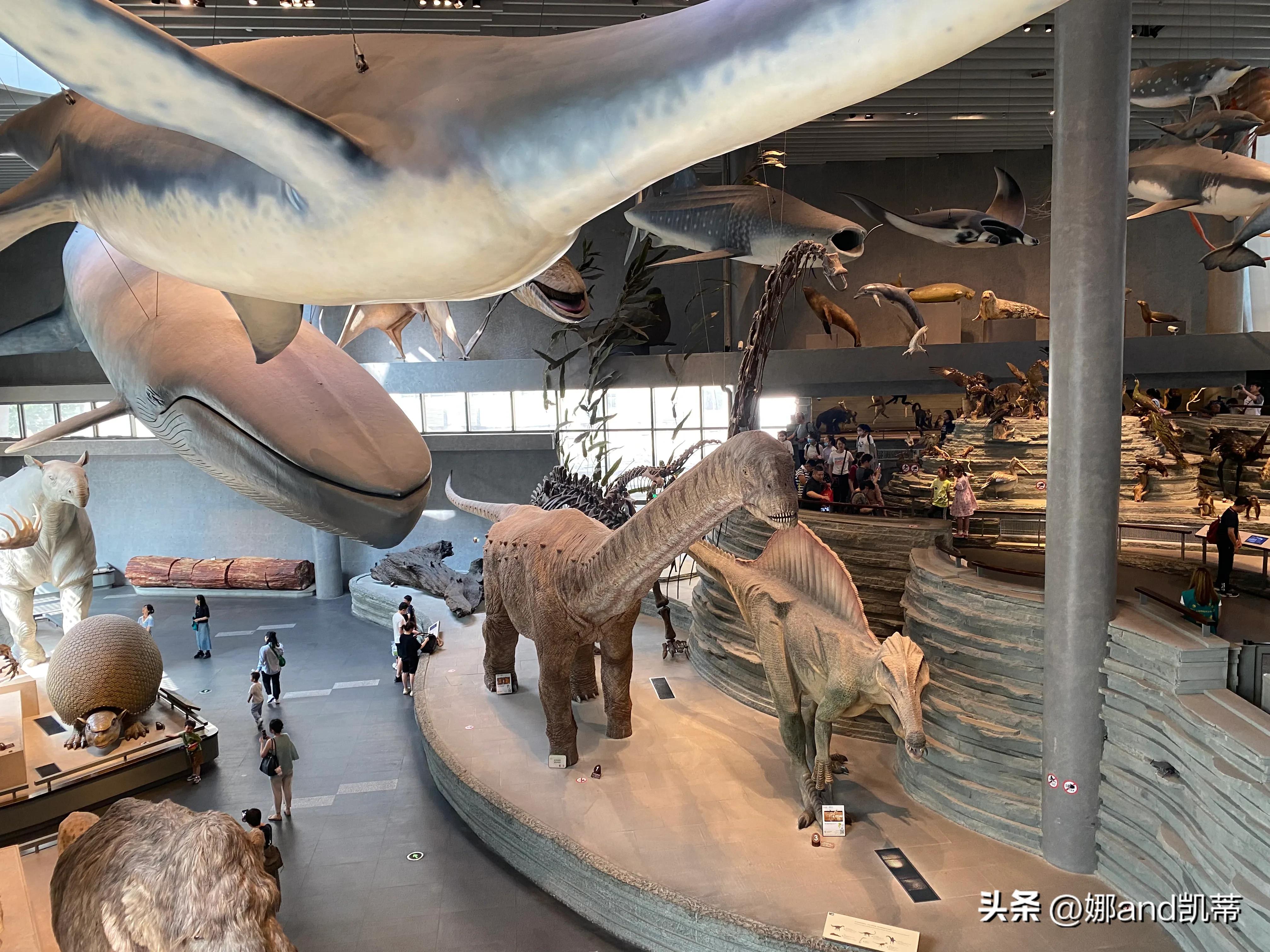 苏州高铁到上海自然博物馆攻略,最新苏州到上海自然博物馆怎么走