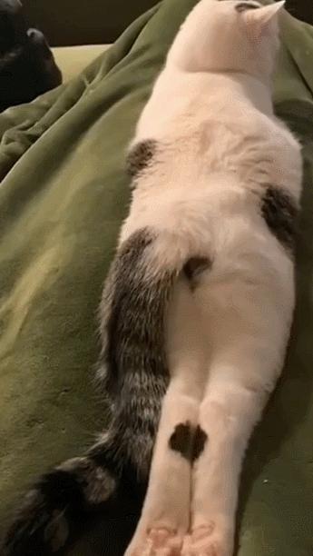 公鸡：他们在做啥午餐？猫：你老婆炖土豆