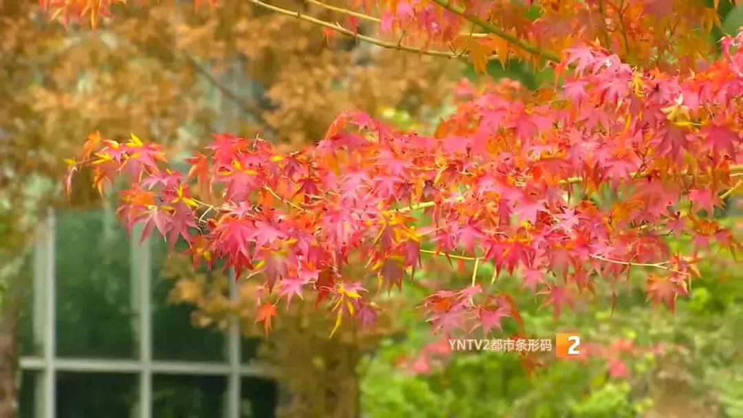 秋天的云南哪里漂亮又美丽,有一种美叫云南的秋天美景