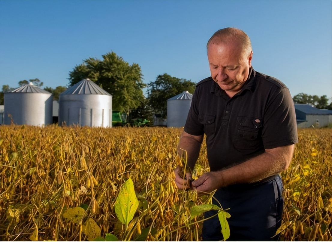四川省大山发现野生大豆,四川省发现野生大豆