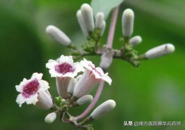 积食化痰止咳的中药,健脾开胃止咳化痰的中药