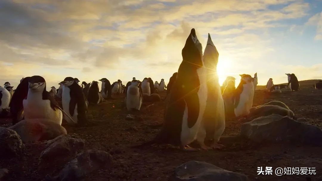 这几部口碑爆棚的宝藏纪录片,国庆孩子必看的8部神级纪录片