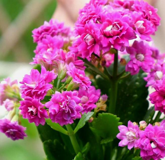 家居摆同一种花最好摆放几盆,摆在客厅的4种花