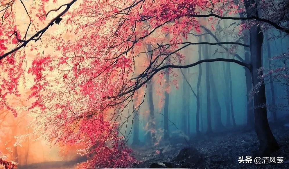 梅花香自苦寒来全诗句及赏析,梅花香自苦寒来七律诗句