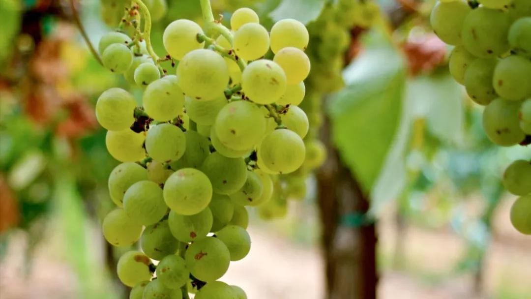 阿根廷门多萨葡萄酒多少钱一瓶,门多萨葡萄酒产区