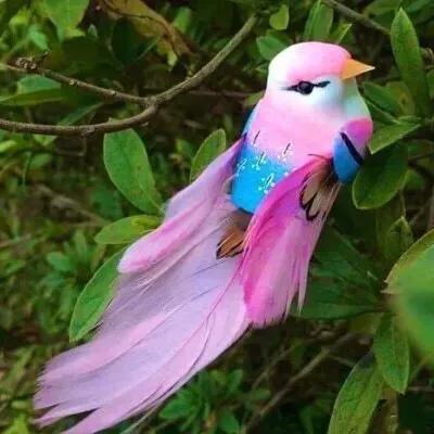 最美罕见的小鸟,全世界最罕见的小鸟