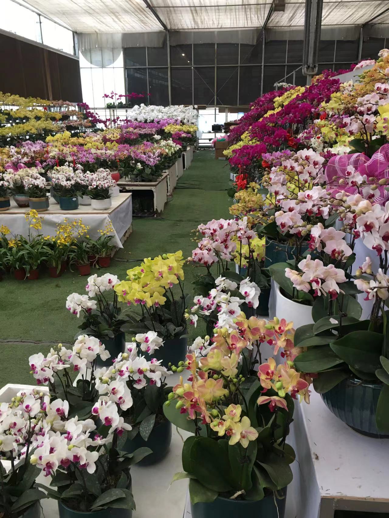 成都春天花卉市场哪里最便宜,成都温江区最便宜的花卉市场