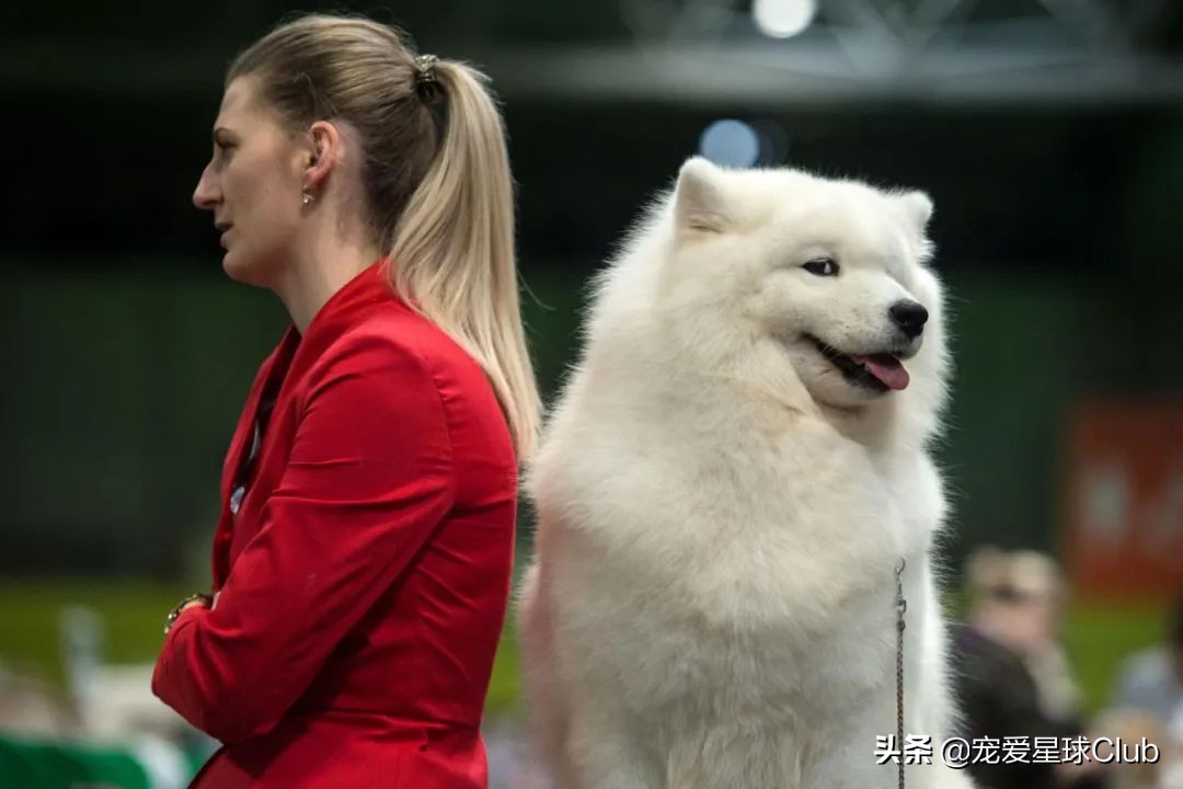 百科|萨摩耶犬,微笑甜美的冰雪精灵