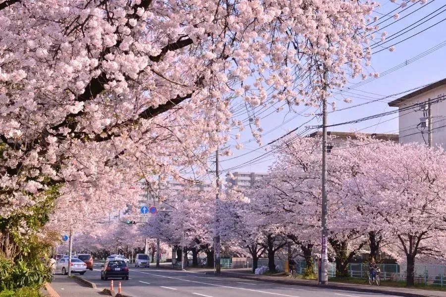 2023日本樱花什么时候开花,2023年日本樱花开放预测