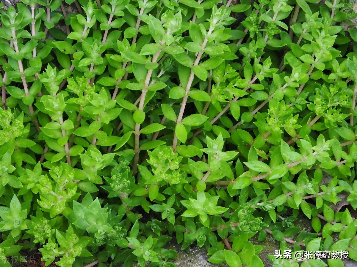 每天学习一味中草药，利湿退黄药4、垂盆草