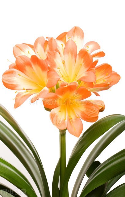 每天认识一种君子兰,君子兰彩兰植料