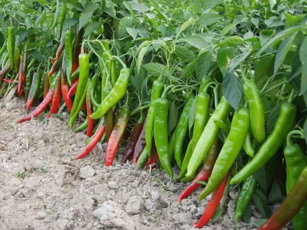 想要辣椒连续开花结果怎么管理,辣椒生长茂盛但结果少怎么办