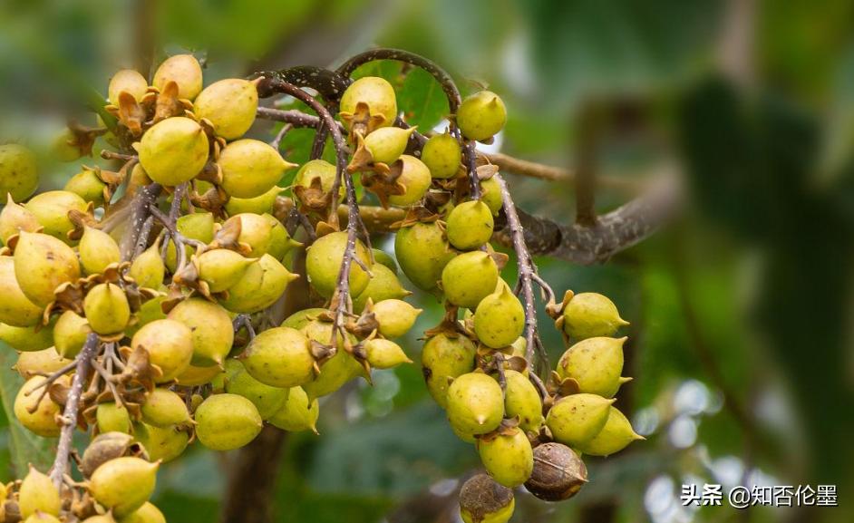 农村目前有哪些挣钱门路,农村适合做什么最挣钱