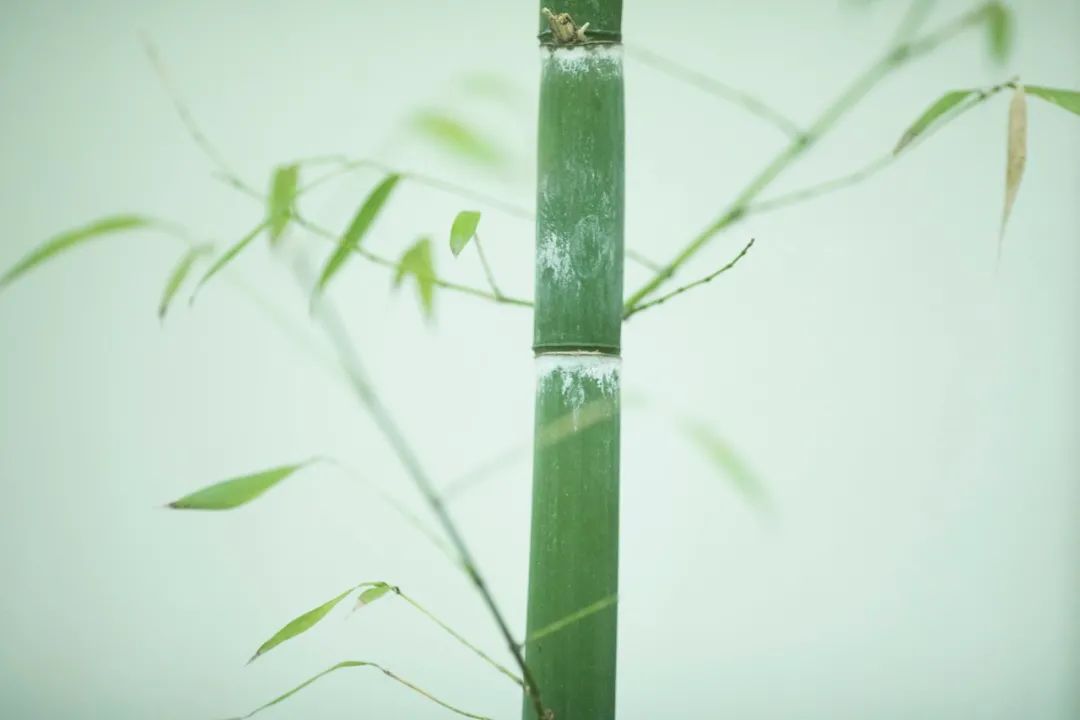 唐诗宋词著名对偶句,50首唐诗对偶的句子