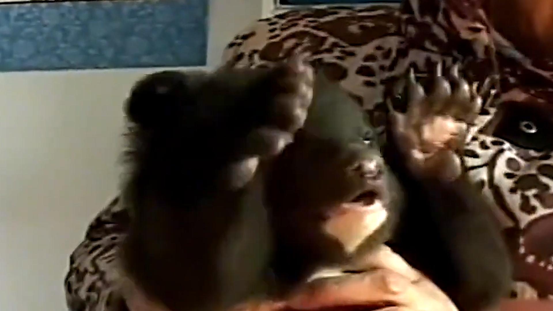 辽宁村民发现被遗弃的小黑熊后续,辽宁农妇收养熊后来放回大自然没