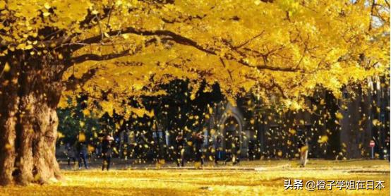 东京为什么能是亚洲第一,东京大学为什么那么厉害