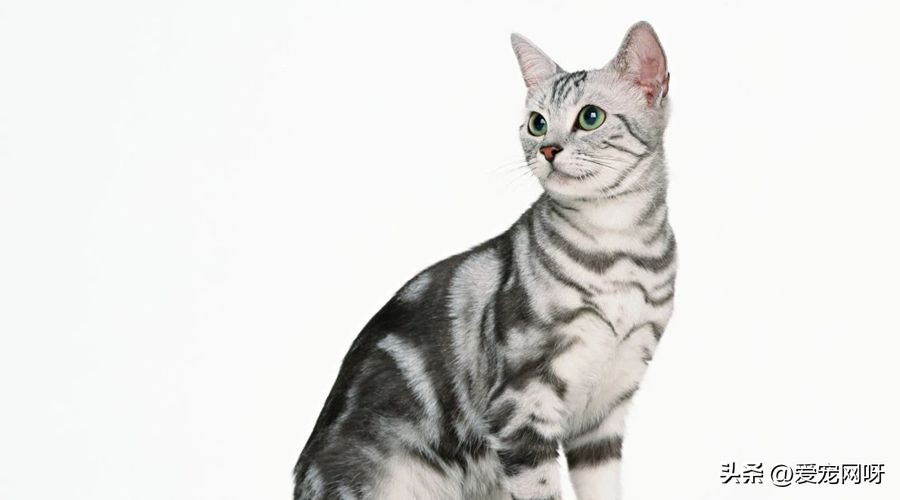 玳瑁猫咪是什么品种,猫咪品种大全及图片