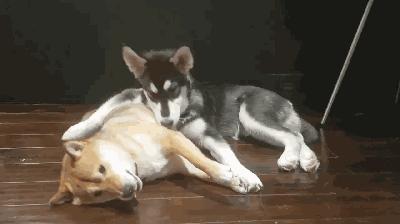 狗狗有狂犬病早期的10个征兆,狗狗患狂犬病早期的10个征兆