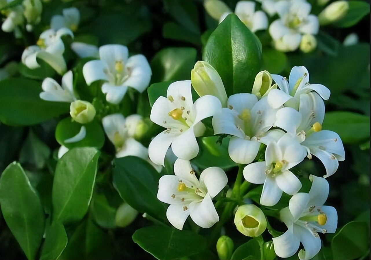 家中驱蚊草,驱蚊草真能赶走蚊子吗
