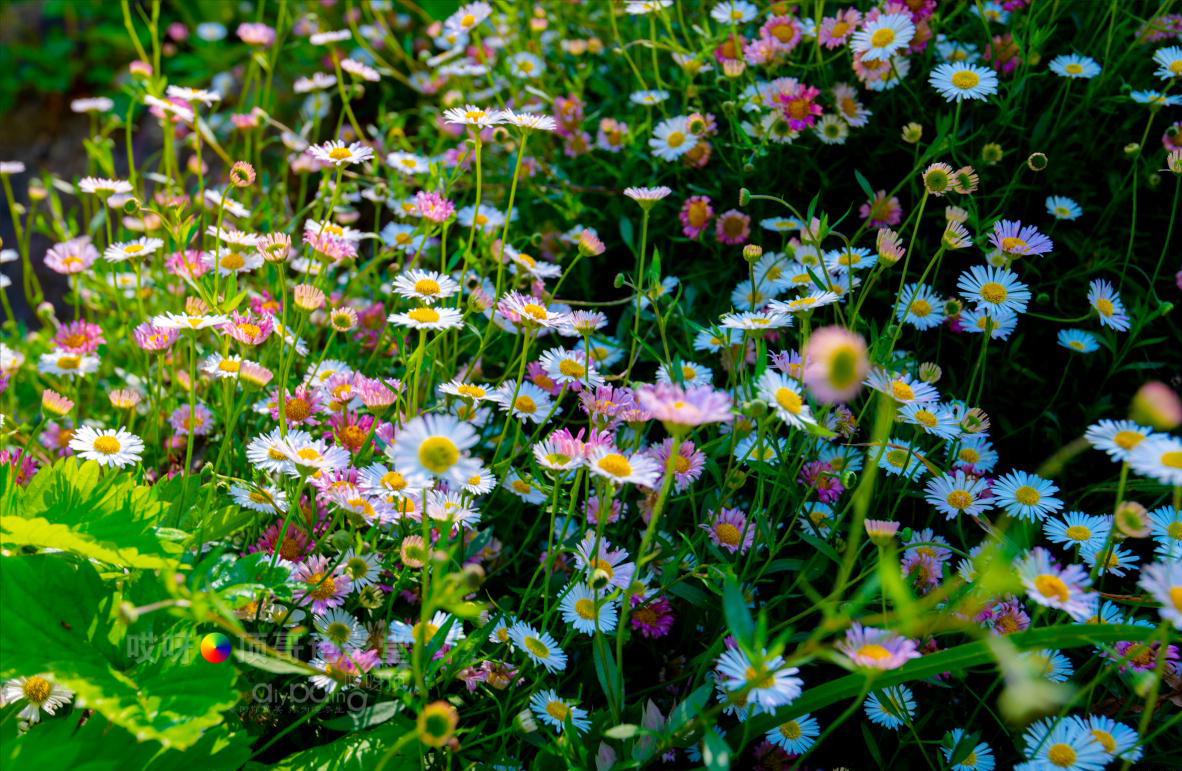 旅行家的眼神，看到不一样的人文澳洲（四之一）