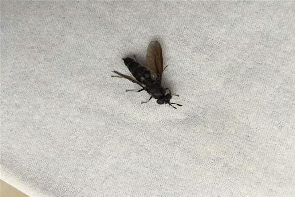 为什么苍蝇总是不停的搓手脚呢,为什么苍蝇要一直搓手