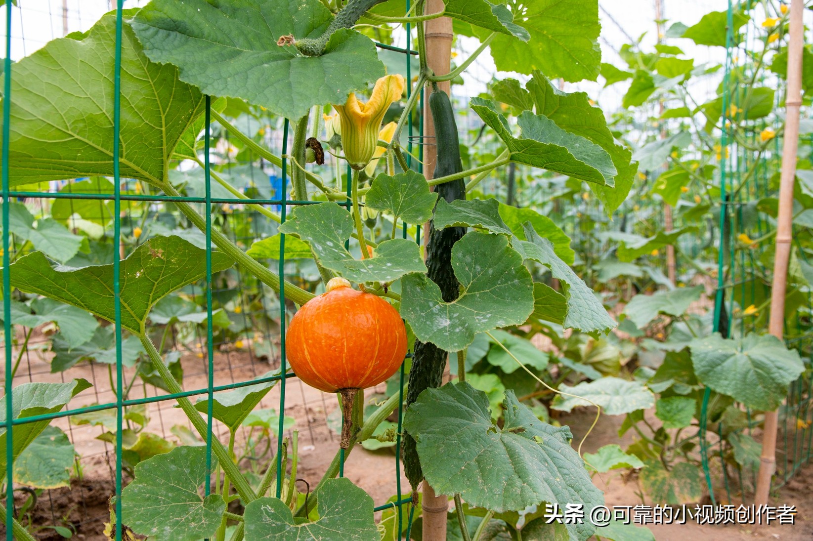 洱海康养度假,康养乡村美景