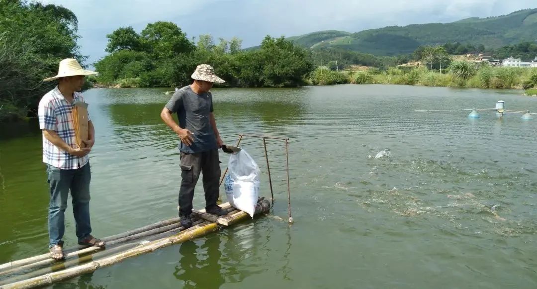 鱼塘消毒用什么成本低,鱼塘消毒用什么比较好