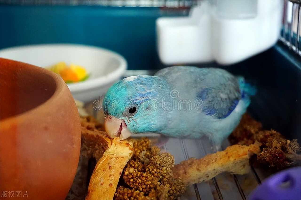 鹦鹉太瘦了吃什么能增肥,鹦鹉消瘦不怎么进食